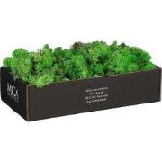 Mica Decorations Mossy Decoratiemos - 500 g - Groen