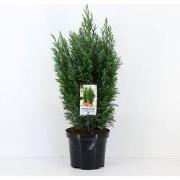 Chamaecyparis law ellwoodii 65 cm