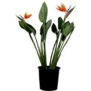 Paradijsvogelbloem - Strelitzia reginae - met bloemen - Hoogte 70-100c...