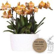 Kolibri Orchids | oranje orchideeënset in Honey dish incl. waterreserv...