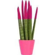 Afrikaanse Speerplant - Sansevieria cylindrica - Hoogte 20-40cm - Pot ...