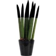 Afrikaanse Speerplant - Sansevieria cylindrica - Hoogte 20-40cm - Pot ...