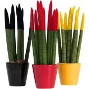 Vrouwentong - Set van 3 - Sansevieria cylindrica - Hoogte 20-40cm - ?9...