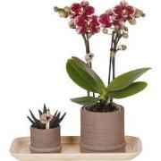 Cadeauset orchidee 'Cocktail S' - Phalaenopsis - Hoogte 30cm