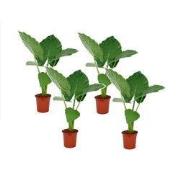 Olifantsoor - Set van 4 - Alocasia 'Macrorrhizos' - Hoogte 60-70cm - ?...