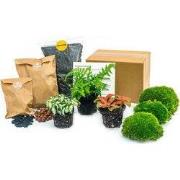 URBANJNGL - Varen - Plant Terrarium Refill & Starter kit - 3 terrarium...