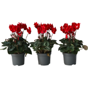 Perzisch cyclaam - Set van 6 - Cyclamen Winfall Scarlet - Hoogte 10-20...