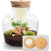 URBANJNGL - Little Joe - Planten Terrarium met licht - DIY kit - Ecosy...