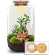 URBANJNGL - Sven XL Bonsai - Planten terrarium met licht - DIY kit - E...