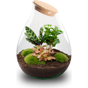 URBANJNGL - Drop XXL Rood - Planten Terrarium met kurk - DIY kit - Eco...