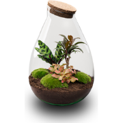 URBANJNGL - Drop XL Palm - Planten Terrarium met kurk - DIY kit - Ecos...
