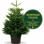 KERSTBOOM - NORDMANN FRASERI EXCELLENT 175 - 200 CM IN POT