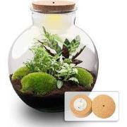 URBANJNGL - Bolder Bob - Planten Terrarium met licht - DIY kit - Ecosy...