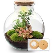 URBANJNGL - Bolder Bob Bonsai - Planten Terrarium met licht - DIY kit ...