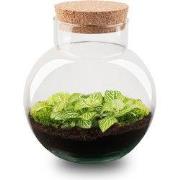 URBANJNGL - Noah - Planten Terrarium - DIY kit - Ecosysteem plant - Ø ...