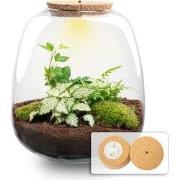 URBANJNGL - Emma - Planten Terrarium met licht - DIY kit - Ecosysteem ...