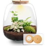 URBANJNGL - Emma - Planten Terrarium met licht - DIY kit - Ecosysteem ...
