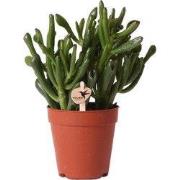 Kolibri Greens | Groene plant - Succulent Crassula Hobbit | groene kam...