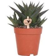 Kolibri Greens | Groene plant - Succulent Haworthia Limifolia potmaat ...