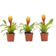 Tillandsia Vriesea 'Dorado' - Set van 3 - Hoogte 15-25cm - ø7cm