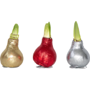 Amaryllis - Set van 3 - Hippeastrum 'Glitter Mix' - Bloembol - Rood