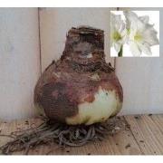 2 stuks - Amaryllis Jumbo Wit