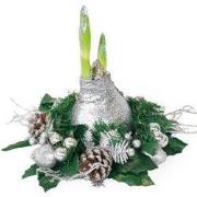 Amaryllis - Hippeastrum 'Kerstkrans'  - Zilver