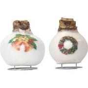 Amaryllis - Set van 2 - Hippeastrum 'Porcelain Wax Mix'