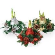 Amaryllis - Hippeastrum 'Kerstkransmix'