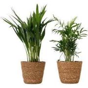 Kleine Dypsis en Chamaedorea - Mix van 2 met mand - Hoogte 25-40cm - ?...