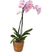 Orchidee - Phalaenopsis - Hoogte 50-60cm - ?12cm