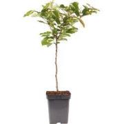 Kersenboom - Prunus avium - Zoete kers - Hoogte 90-110cm - ?23cm