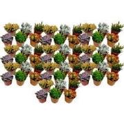 Mini-vetplanten - Set van 60 - Succulentenmix - Hoogte 5-10cm - ?5,5cm