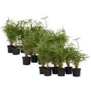 Bamboe - Set van 18 - Fargesia rufa - Hoogte 25-40cm - ?13cm