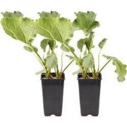 Rabarber - Set van 2 - Rheum rhabarbarum - Hoogte 50-60cm - ø15cm