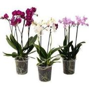 Vlinderorchidee - Mix van 3 - Phalaenopsis Multiflora - Hoogte 35-45cm...