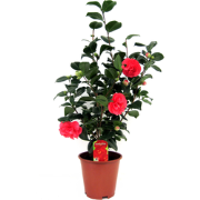 Japanse Roos - Camellia japonica 'Lady Campbell' - Hoogte 60-70cm - ?1...