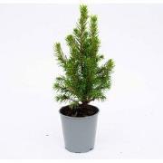 URBANJNGL - Mini-kerstboom - ?15-20 cm - Ø 6 cm Picea Glauca Perfecta