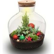 URBANJNGL - Holly Kerstmis terrarium - Planten terrarium met kurk - DI...