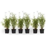 Bamboe - Set van 6 - Fargesia nitida 'Red Dragon' - Hoogte 50-70cm - ?...