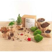 URBANJNGL - Kerst terrarium pakket - Kerst kit - Mini-kerstboom - 3 te...