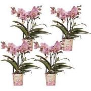 Kolibri Orchids | COMBI DEAL van 4 Phalaenopsis orchideeën - Treviso -...