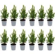 URBANJNGL - Mini-kerstboom - ?15-20 cm - Ø 6 cm Picea Glauca Perfecta