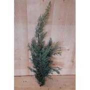 4 stuks - Kerstgroen blauwe conifeer