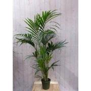 Kamerpalm Kentiapalm 300 cm kamerplant