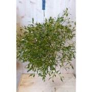 Maretak Mistletoe XXL