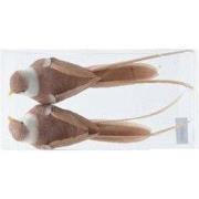 Vogel foam L15b5h4,5 cm a3 2 st