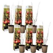 Granaatappel - Set van 6 - Punica granatum - Hoogte 25-40cm - ?9cm