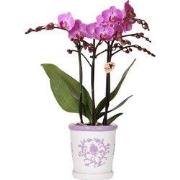 Kolibri Orchids | Paarse orchidee Vienna + Malaga sierpot Lila - potma...