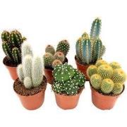 Cactusmix - Set van 6 - Cactus - Hoogte 15-20cm - ?10,5cm